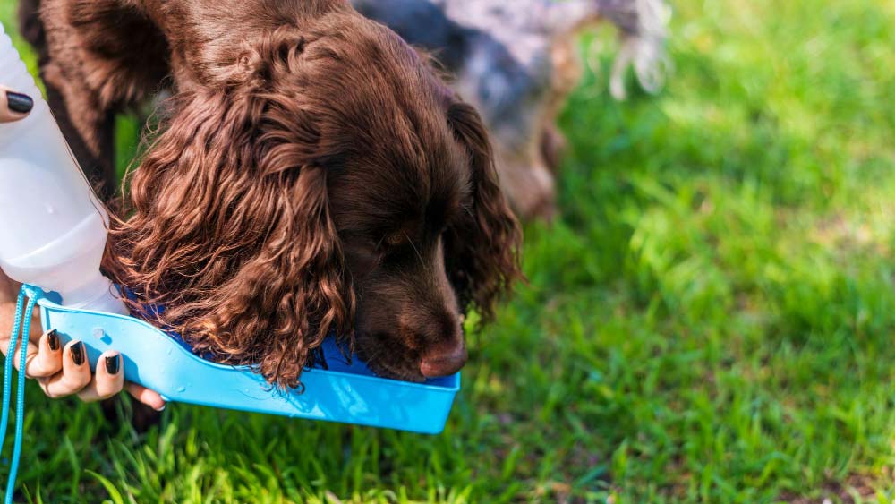 Education canine